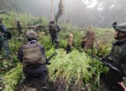 Biaya Operasional OPM Diduga Didanai dari Hasil Penjualan Ganja