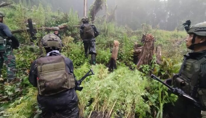 Biaya Operasional OPM Diduga Didanai dari Hasil Penjualan Ganja