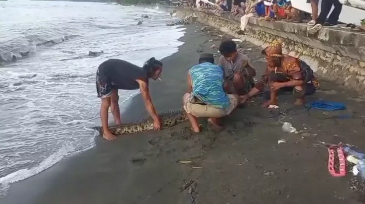 Pengelola dan warga mengevakuasi buaya dari Penangkaran Desa Babana, Mamuju Tengah, karena krisis pakan yang tak kunjung mendapat perhatian pemerintah. Puluhan buaya di Penangkaran Mamuju Tengah dievakuasi akibat krisis pakan