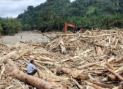 Penyelidikan Kayu Gelondongan Sumatera Menguat, Jejak Pembalakan Liar Jadi Sorotan